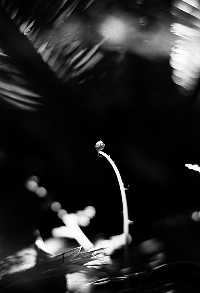 Thorn Fern 27