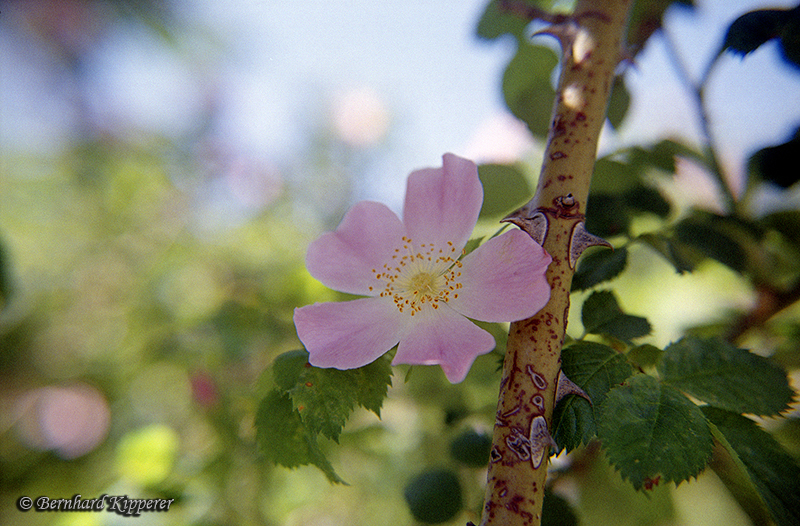 Thorny
