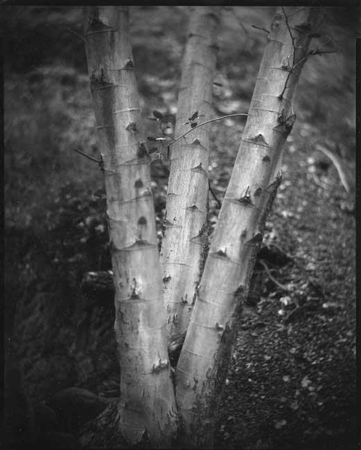 Three Alders