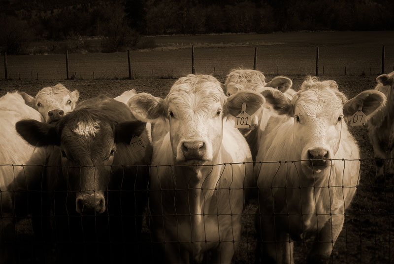 Three Cows