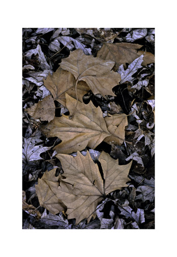 Three Leaves Verticle