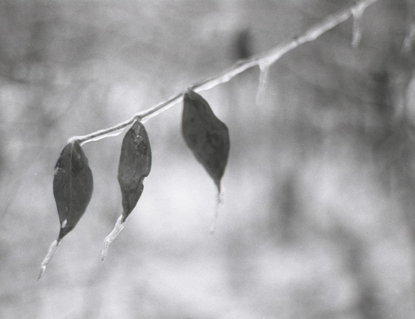 Three leaves