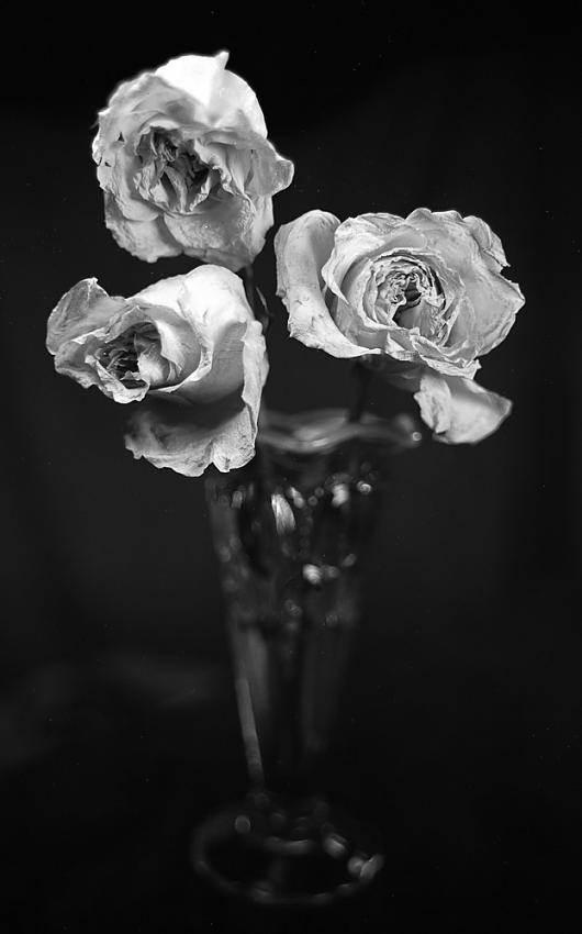 Three Roses in Vase