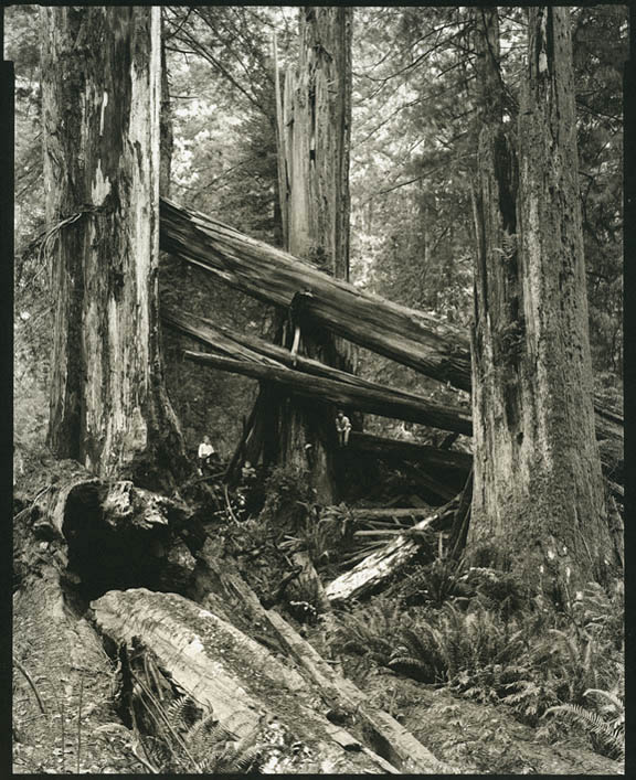 Three Snags, Three Boys, 2008