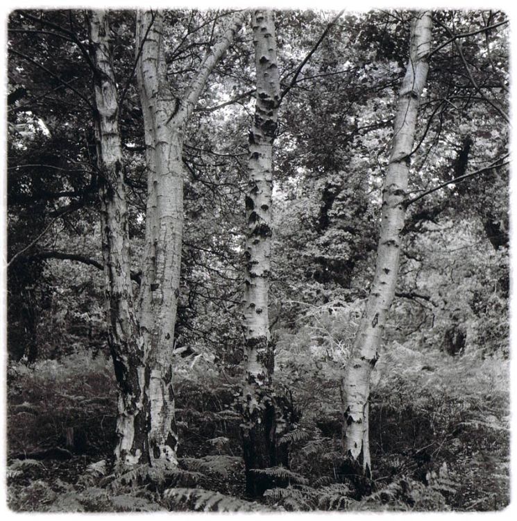 Three Trees, America Wood