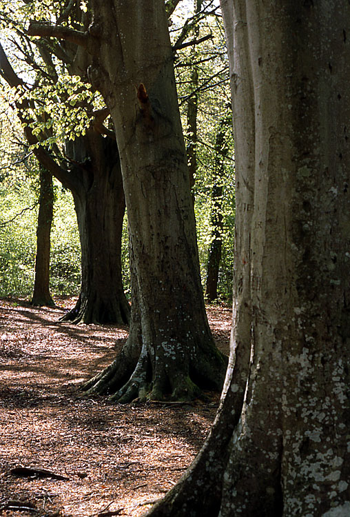 Three Trees