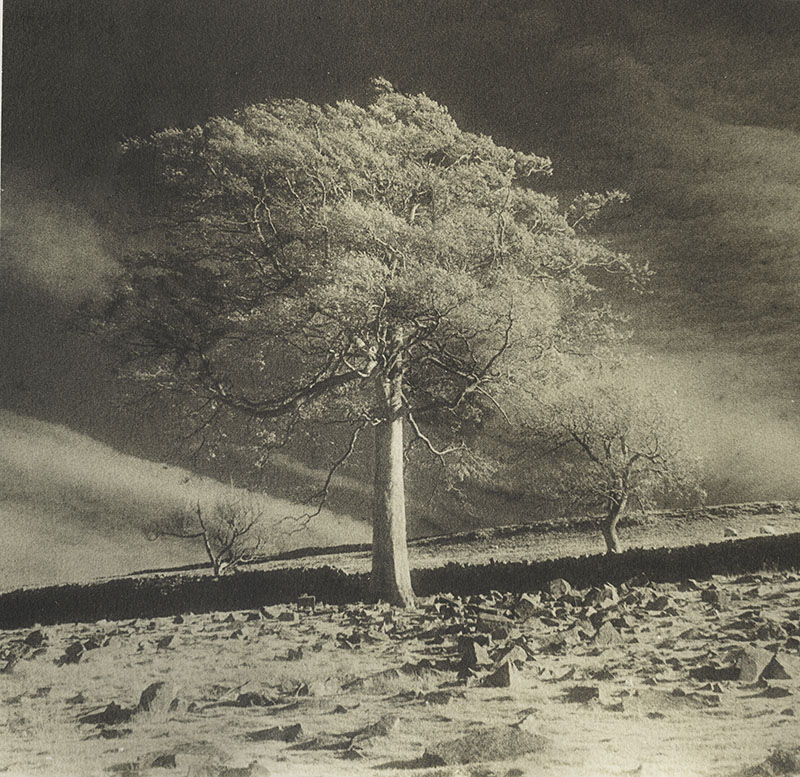 Three trees