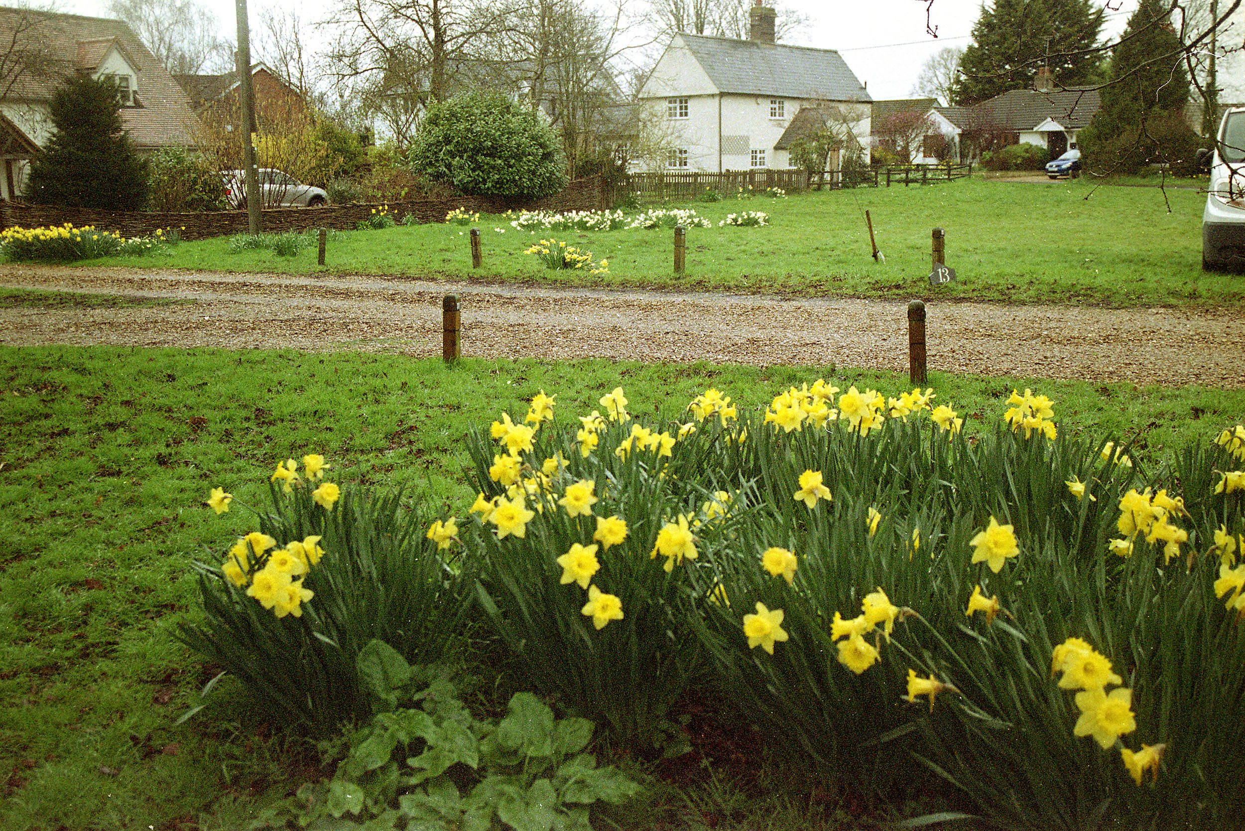 THRIPLOW --  Daffodil Weekend