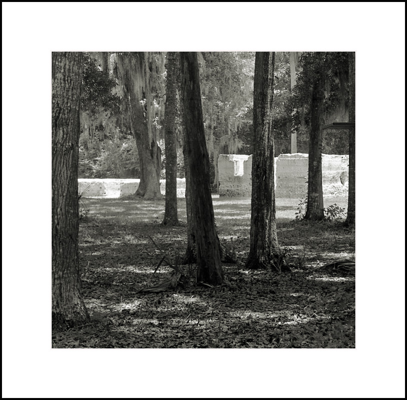 Through the Trees Brightly