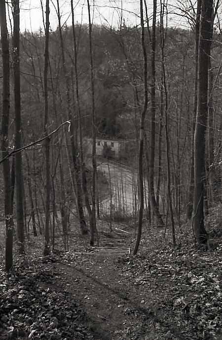 Through the Trees