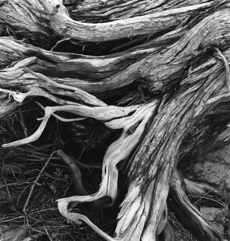 Ti Tree Stump