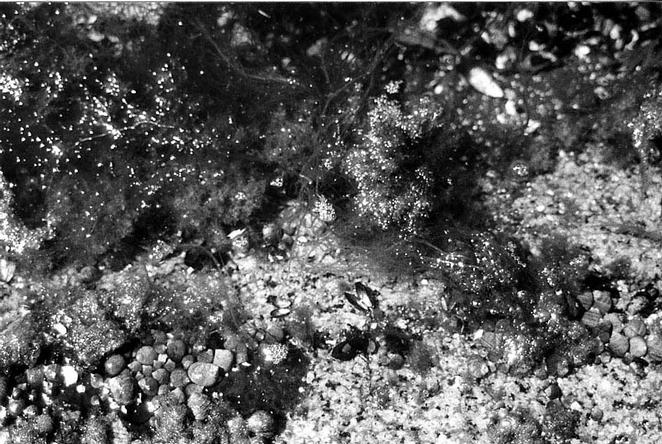 Tidepool