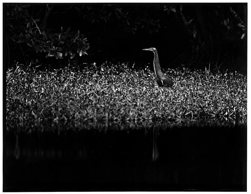 Tiger heron, red mangroves