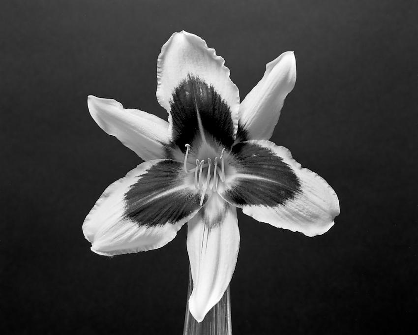 Tiger Lily 2