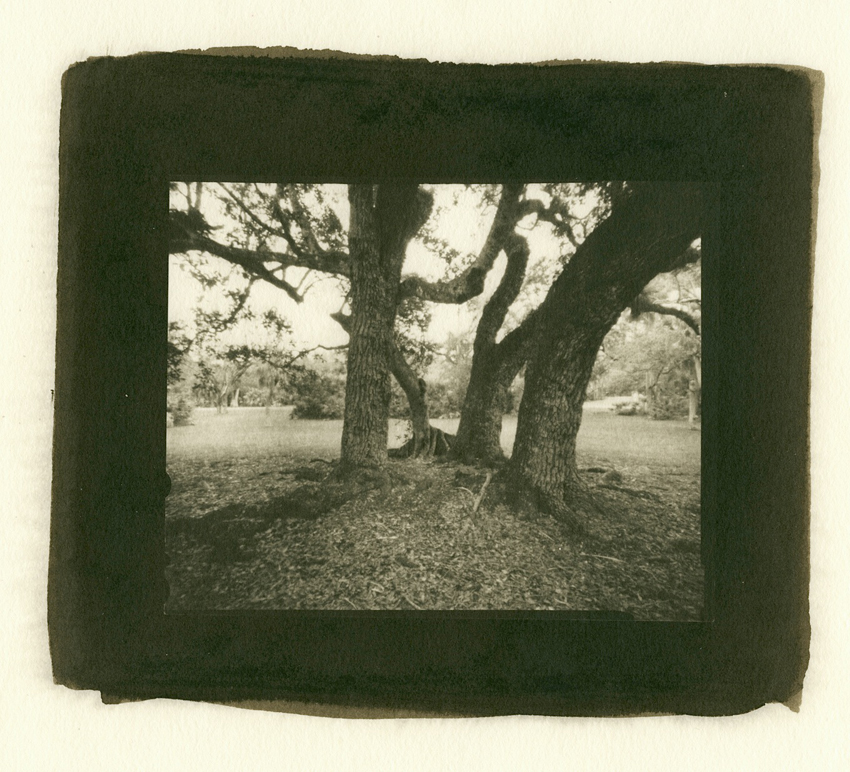 Titan  Oaks