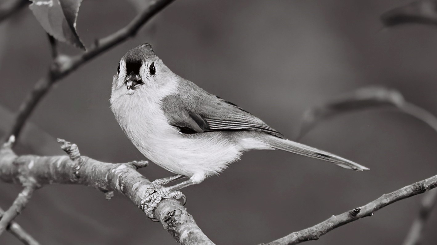 Titmouse II