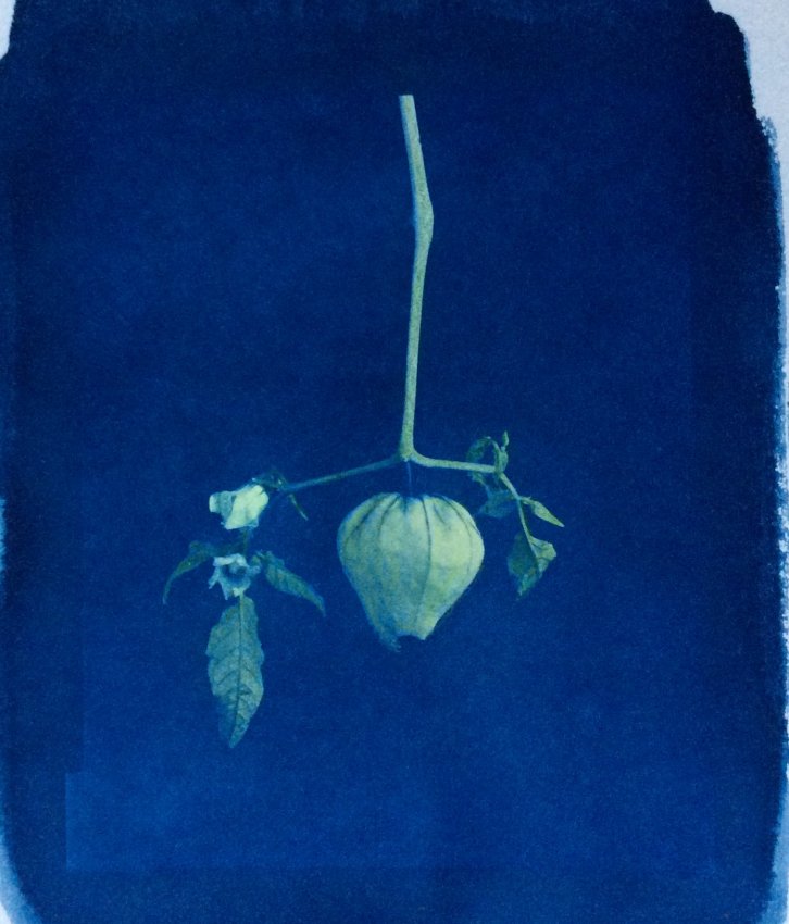 Tomatillo Lantern