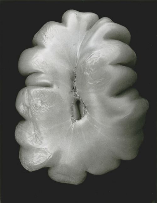 Tomato 107