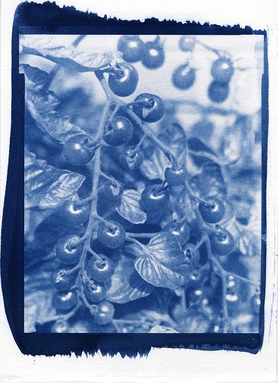 Tomatoes 1