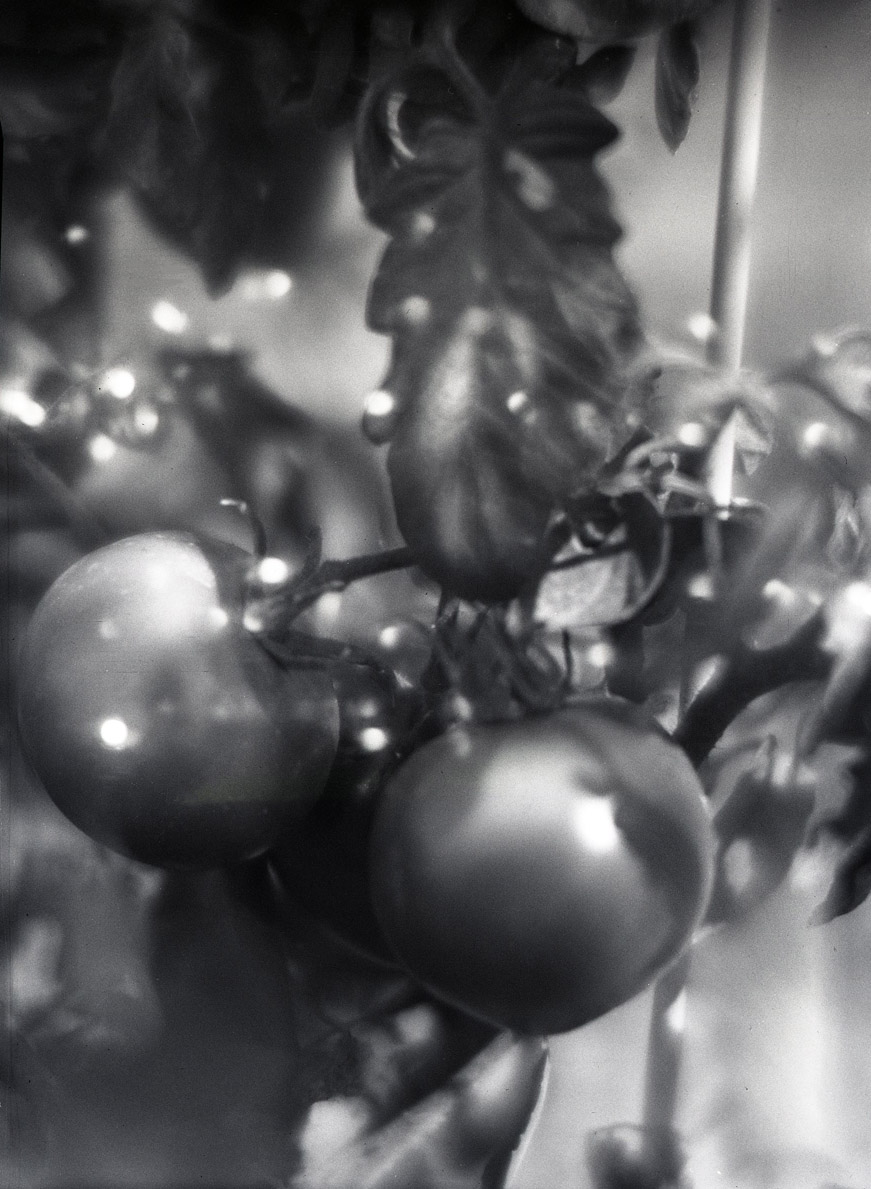 Tomatoes