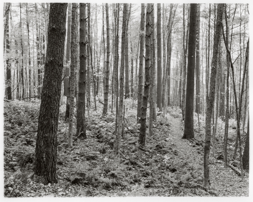 Town Forest, St Johnsbury Vermont.