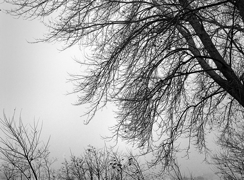 Tracery.