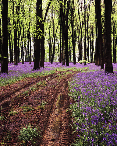 Track Through The Bluebells