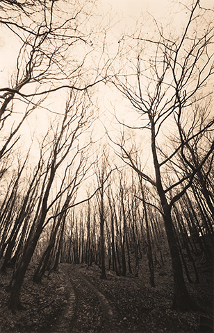Track through the trees