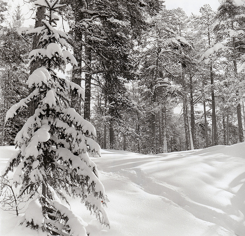 Tracks In Snow