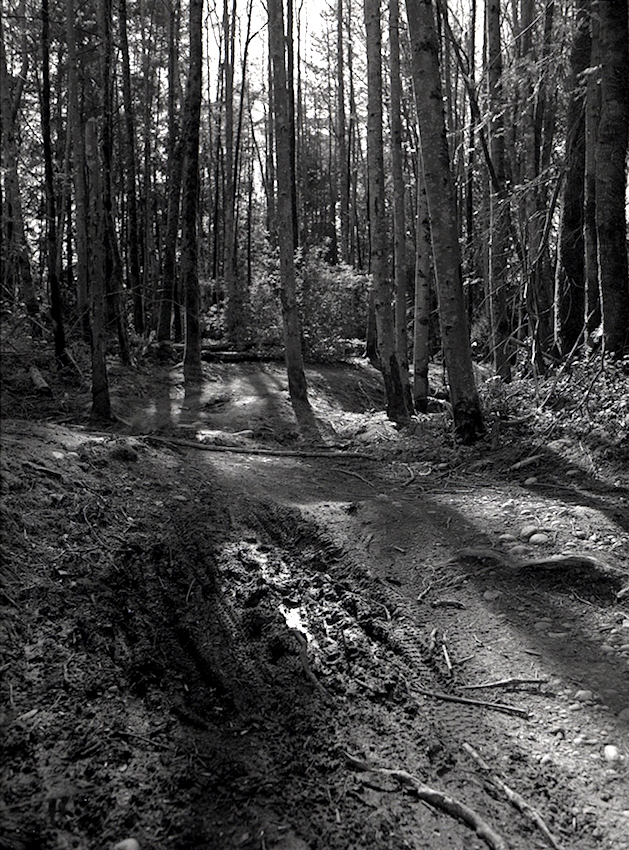 Tracks In The Mud