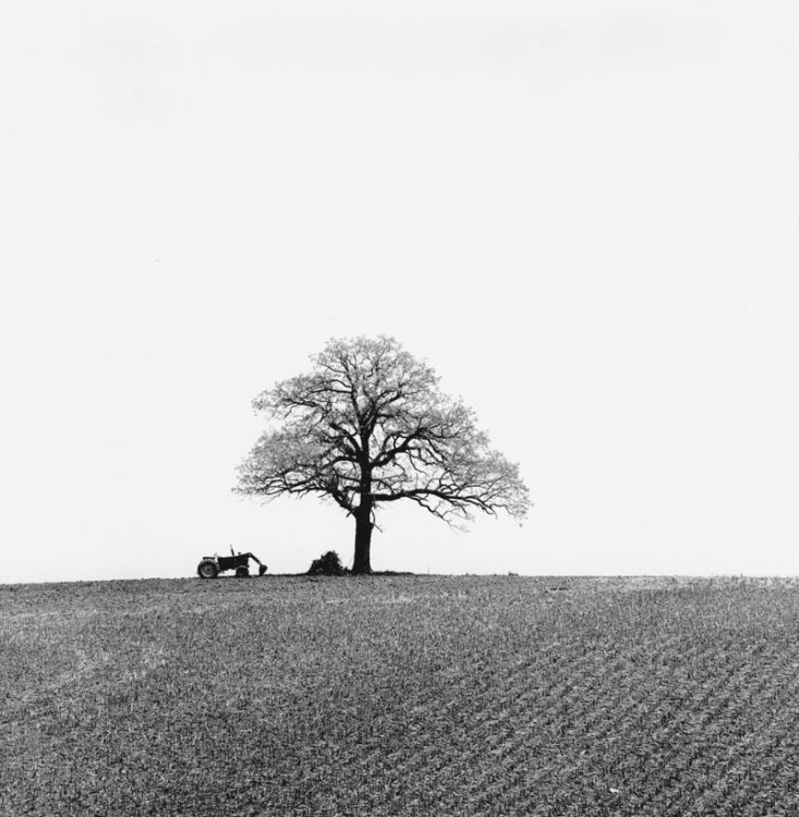 Tractor & Tree