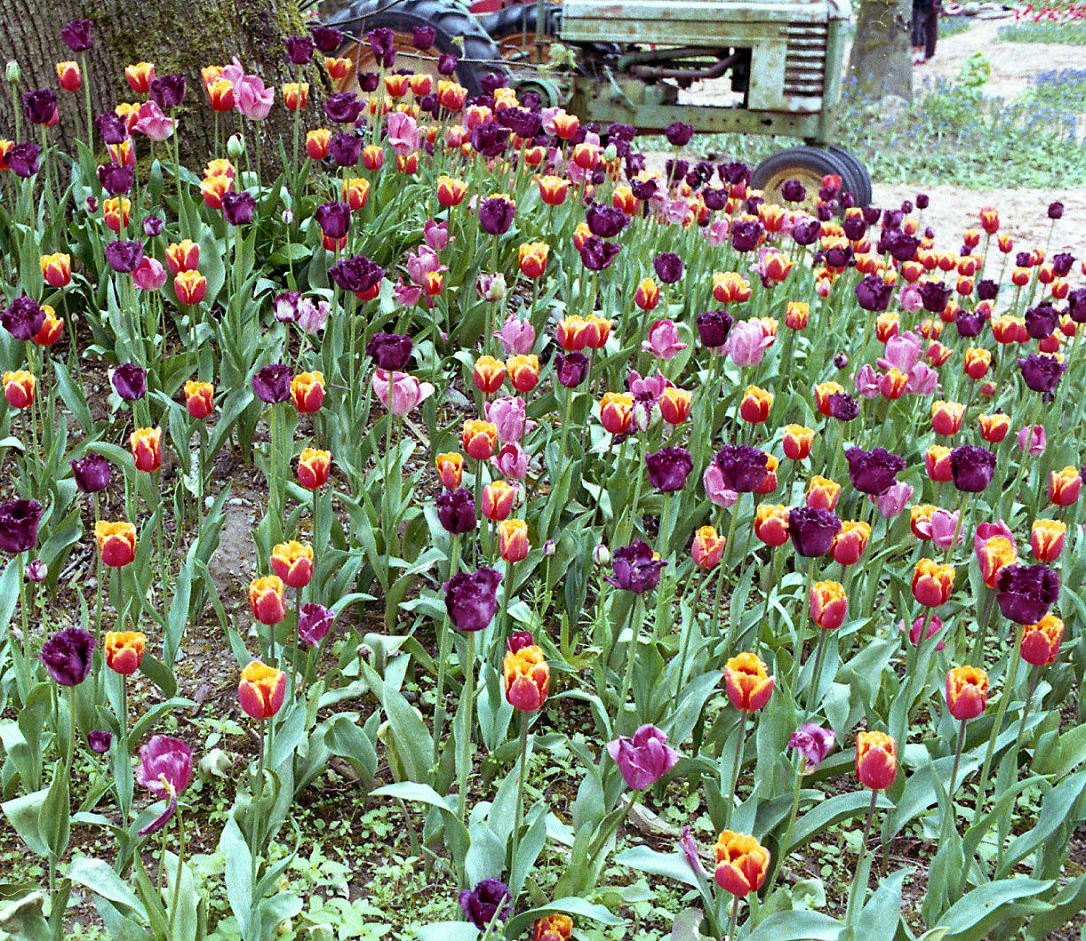 Tractor & Tulips