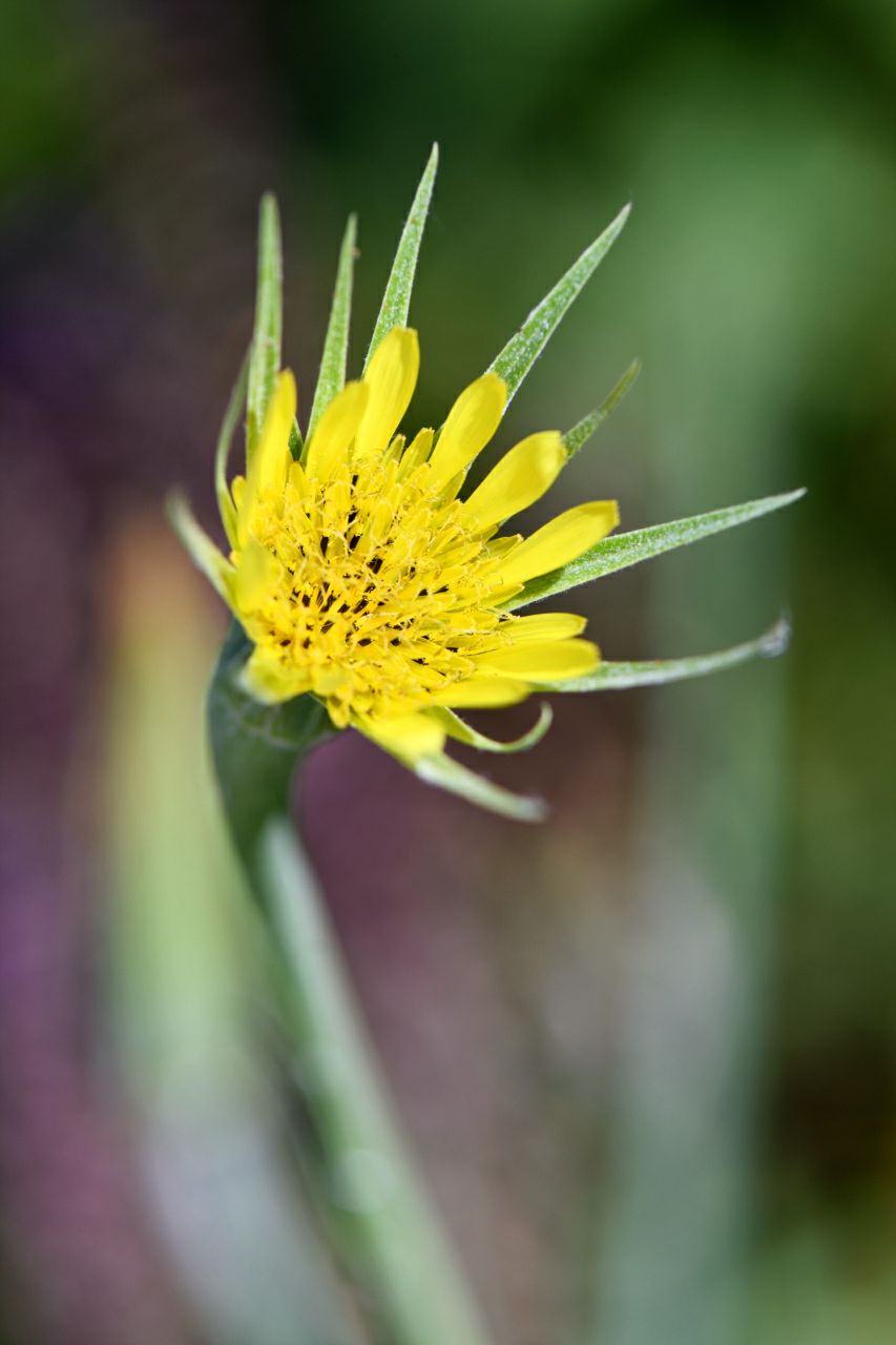 Tragopogon dubius
