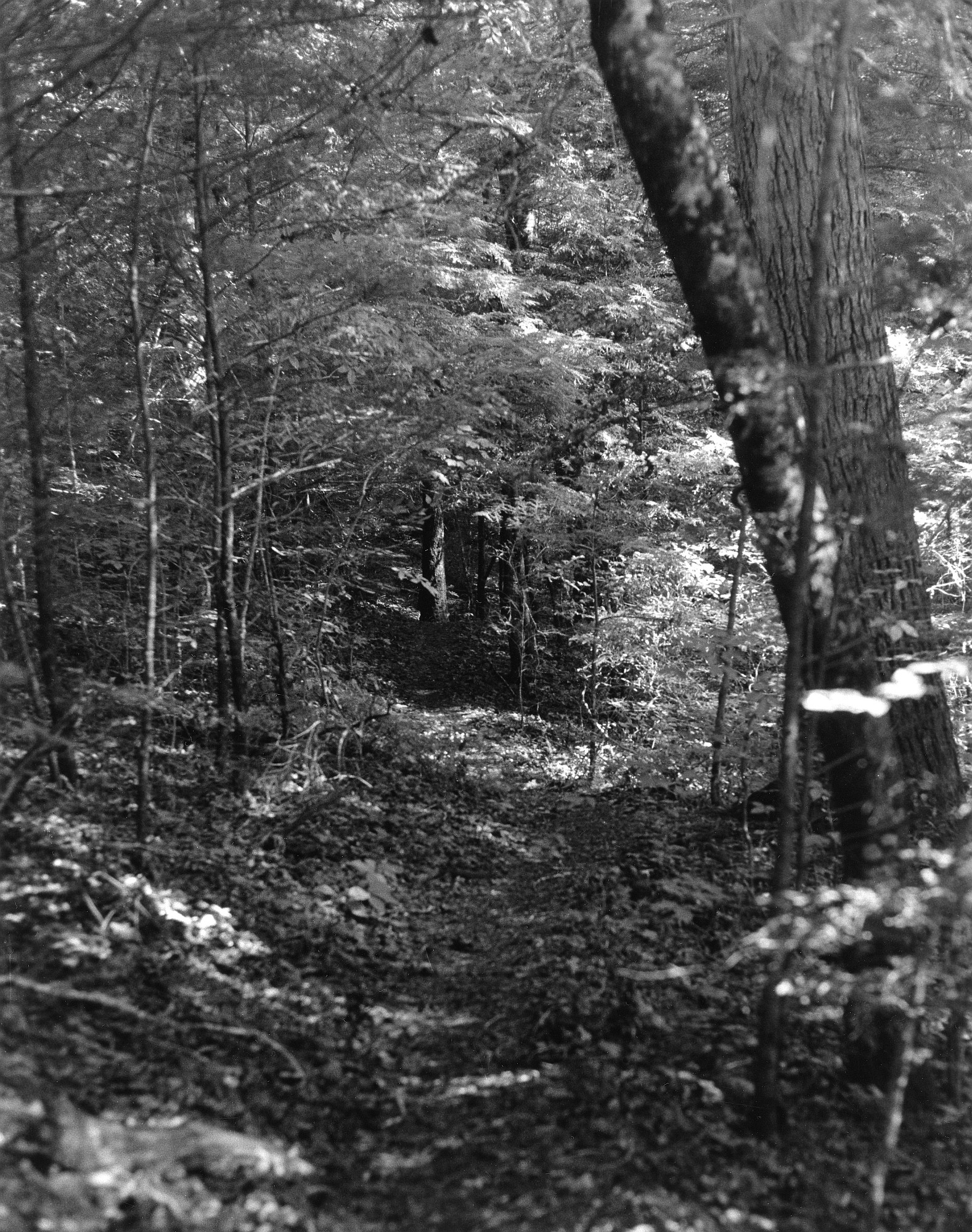 Trail 11-1