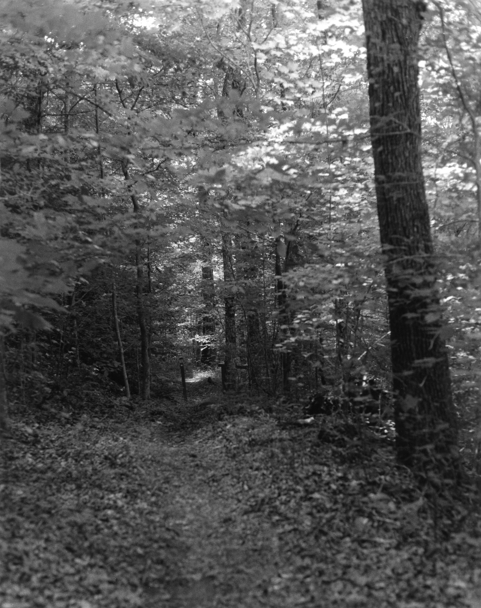 Trail 11-2