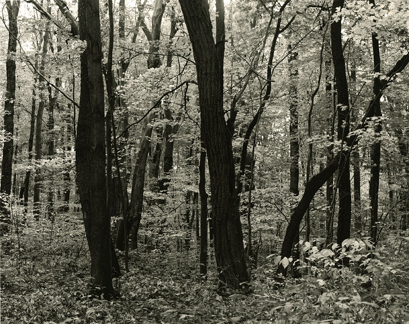 trail at Ohiopyle