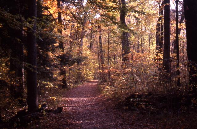 Trail
