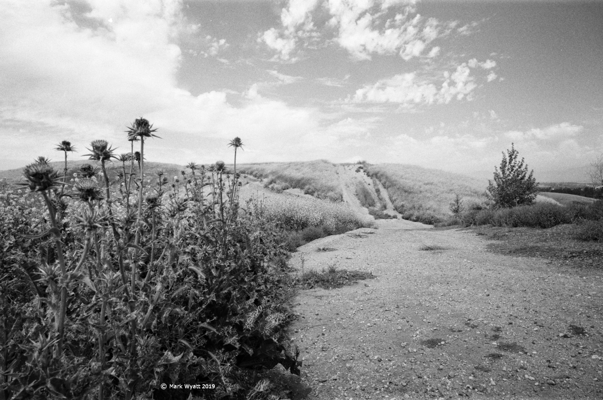 Trail