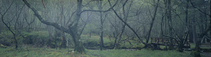 Trails in a Scottish Wood