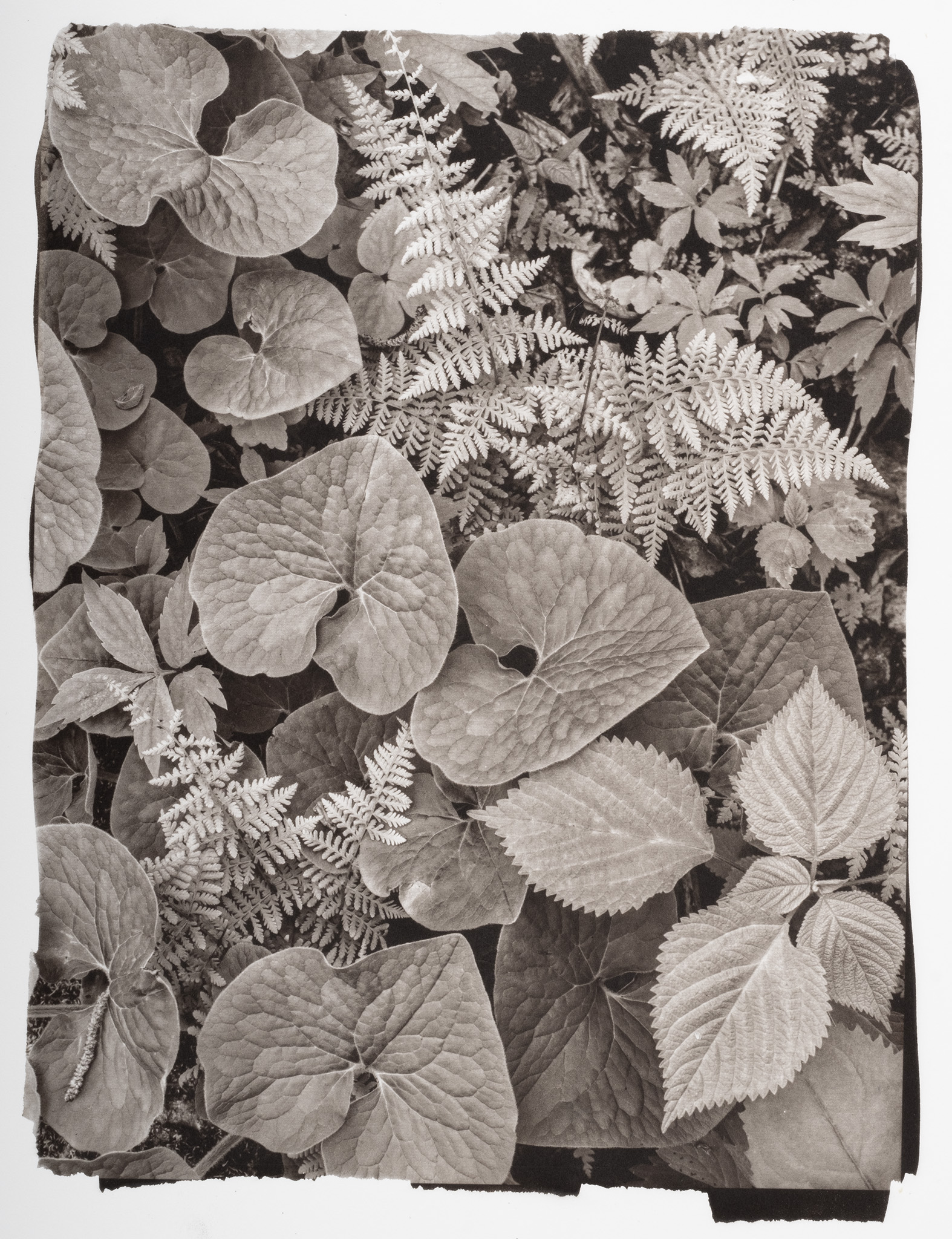 Trailside, Frontenac State Park