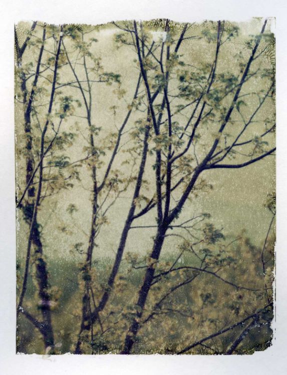 Transfer Tree