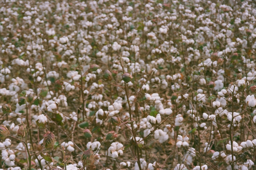 Traveling Camera 6 by  cdholden