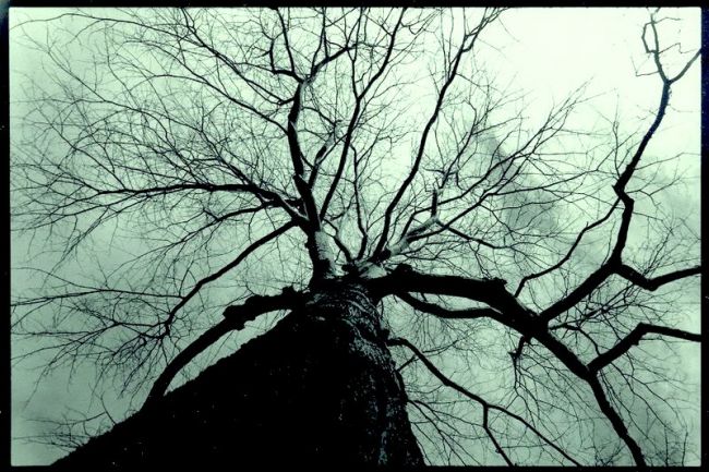 tree 3