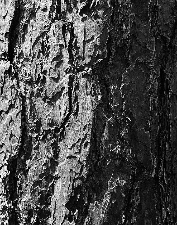 Tree Abstract