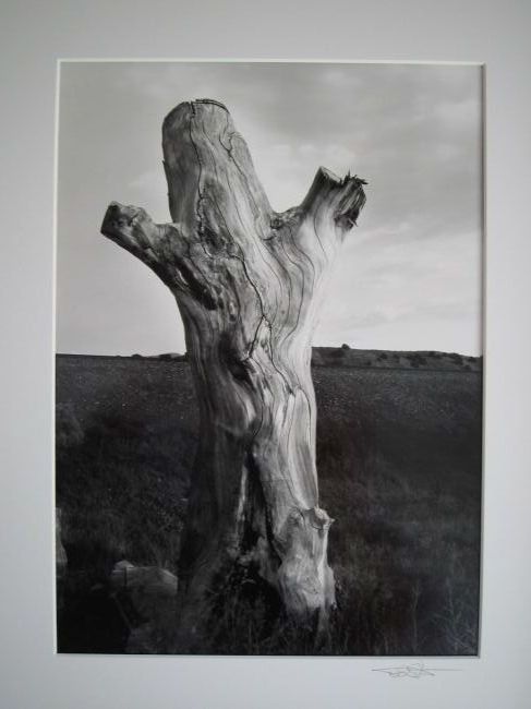 tree, Algodones,NM