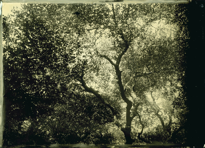 Tree alumitype