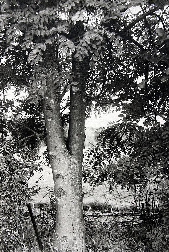 Tree and a post
