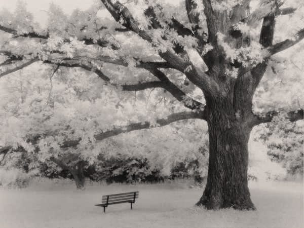 Tree and Bench IR