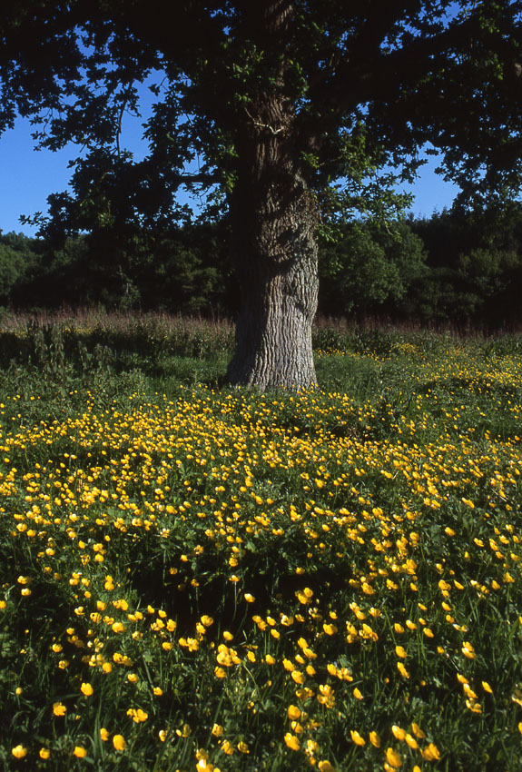 Tree and Buttercups