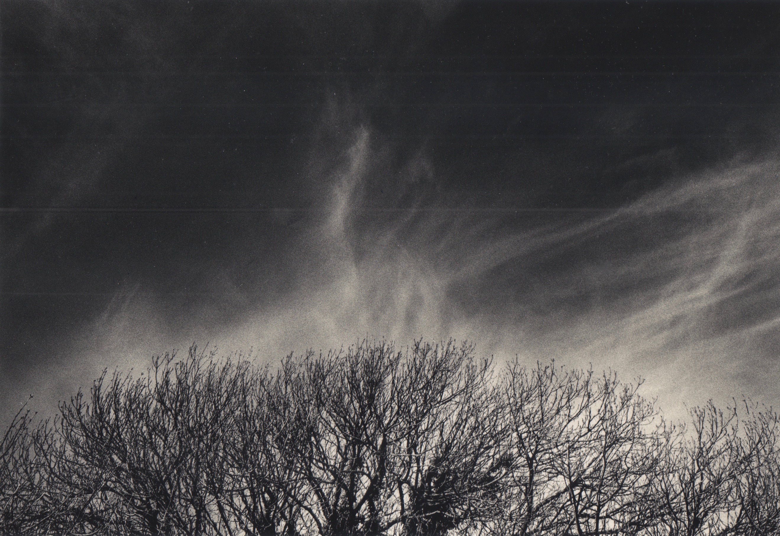 Tree and cloud